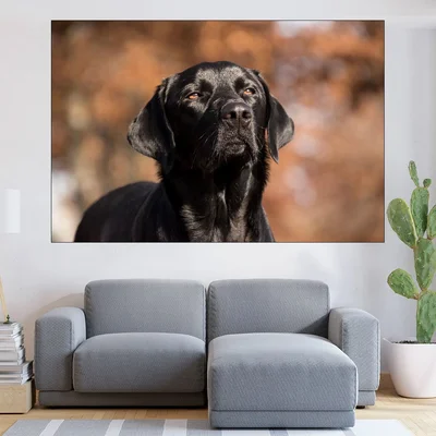 Портрет на черен лабрадор - картина пано за стена