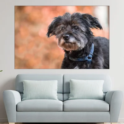 Потрет на черно куче  - картина пано за стена