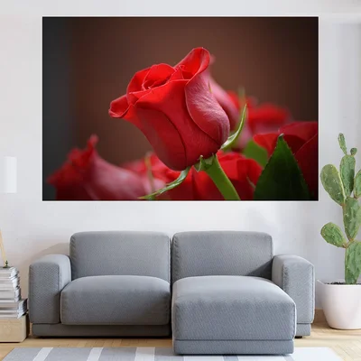 Червена роза в близък план - картина пано за стена