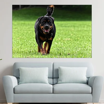 Ротвайлер на поляната - картина пано за стена