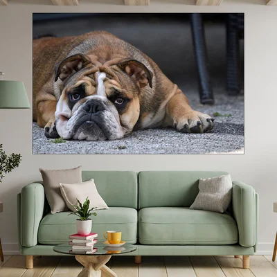 Портрет на легнало куче булдог - картина пано за стена