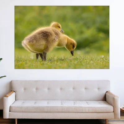 Малки гъсета - картина пано за стена