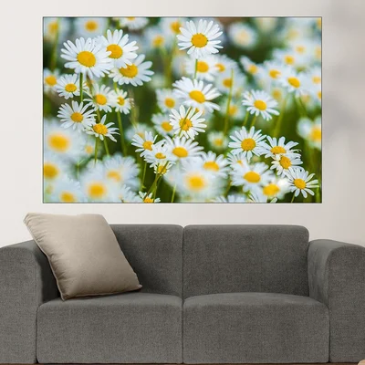 Поляна с бели маргаритки - картина пано за стена