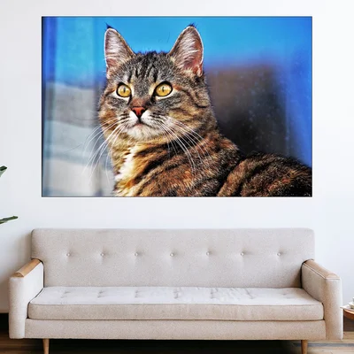 Портрет на улична котка - картина пано за стена