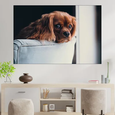 Кученце на диван - картина пано за стена