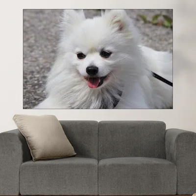 Потрет на бял шпиц  - картина пано за стена