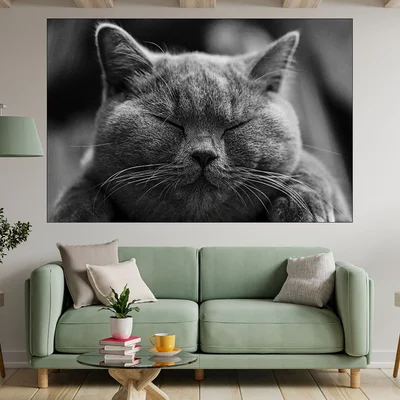 Дремеща сива котка - картина пано за стена