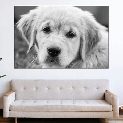 Близък кадър на голдън ретривър - картина пано за стена