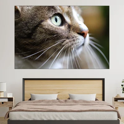 Макро снимка на коте - картина за стена