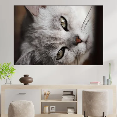 Сива котка в близък план - картина пано за стена