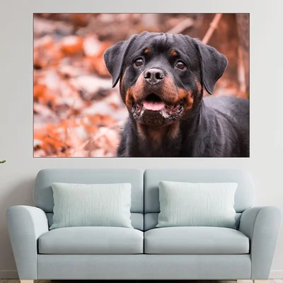Портрет на малък ротвайлер - картина пано за стена