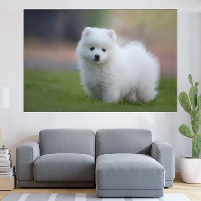 Малък бял японски шпиц - картина пано за стена