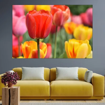 Цъфнало червено лале - картина пано за стена