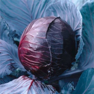 Семена червено зеле Топаз 5гр