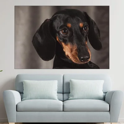 Дакел - портрет в близък план - картина пано за стена