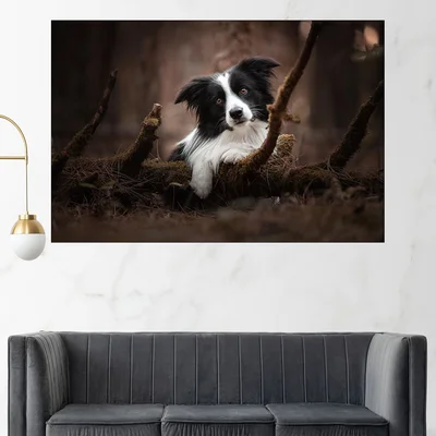 Портрет на черно -бяло куче - картина пано за стена