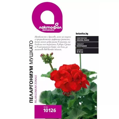 Семена Пеларгониум / Мушкато