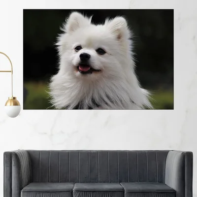Потрет на пухкав шпиц - картина пано за стена