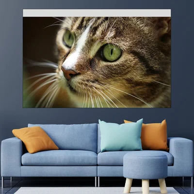 Близък кадър на котка - картина пано за стена