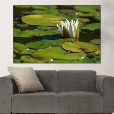 Бяла водна лилия във водата - картина пано за стена
