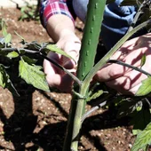 Стоманено колче за растения с PE покритие ø1.1 см 150 см BRADAS - Thumbnail 6