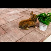 Бетонни блокчета - 30х20х6 - VIENA - PETRA PAVAJE - Thumbnail 5