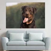 Близък кадър на ротвайлер - картина пано за стена - Thumbnail 1