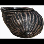 Саксия Черупка - Thumbnail 2