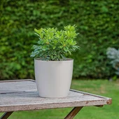 Саксия с дренаж 14x12.5x9 см 1.9 л мръснобяла SERINOVA - Thumbnail 2