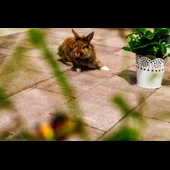 Бетонни блокчета - 20х10х6 - VIENA - PETRA PAVAJE - Thumbnail 4