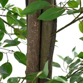 Изкуствено растение фикус 300 cm - 2016 Листа - Зелено - Thumbnail 4