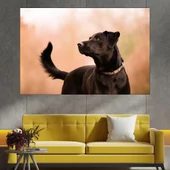 Красив черен лабрадор - картина пано за стена - Thumbnail 1