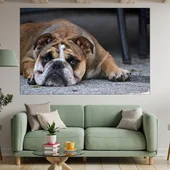 Портрет на легнало куче булдог - картина пано за стена - Thumbnail 1