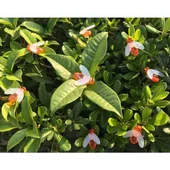 Соларен LED гирлянд Пчелички 20 лампички MY GARDEN - Thumbnail 3