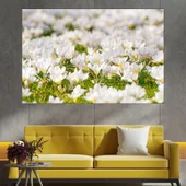 Поляна с бели мизухари - картина пано за стена - Thumbnail 1