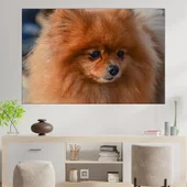 Сладък померан портрет - картина пано за стена - Thumbnail 1