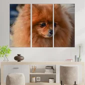 Сладък померан портрет - картина пано за стена - Thumbnail 2
