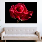 Червена роза на черен фон - картина пано за стена - Thumbnail 1