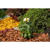 Мулч 50 л кафяв МС Дървообработване - Thumbnail 4