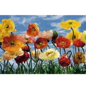 Фототапет червени и жълти цветя 368х254см KOMAR - Thumbnail 1