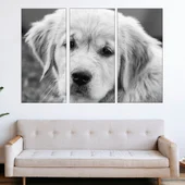 Близък кадър на голдън ретривър - картина пано за стена - Thumbnail 2