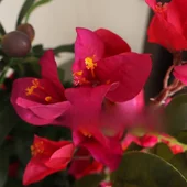 Декоративна клонка Бугенвилия 75 см - Thumbnail 4