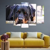 Почиващ си ротвайлер - картина пано за стена - Thumbnail 3