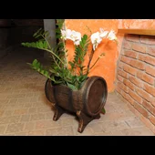 Саксия  Салса средна М - Thumbnail 5