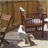 Покривало за огради тръстика 150x300 см - Thumbnail 3