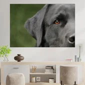 Потрет на куче лабрадор - картина пано за стена - Thumbnail 1