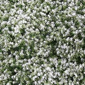 Изкуствена трева за стена 40х60 см ситно бяло DIY-AP-19 - Thumbnail 1