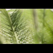 Паркинг решетка Pavaje Eco 40х40x8 см PETRA PAVAJE 1196 - Thumbnail 2