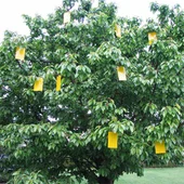 Лепящи жълти листове за защита от насекоми 10 бр. BIO PLANTELLA - Thumbnail 3