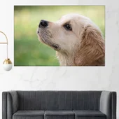 Малък голдън ретривър - картина пано за стена - Thumbnail 1
